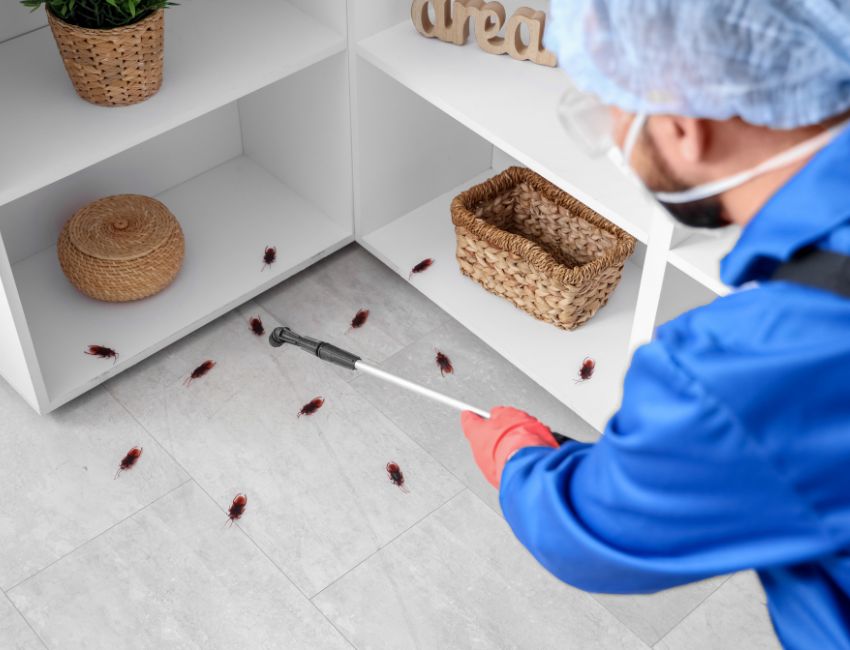 professional pest control services - Grand Power Cleaners